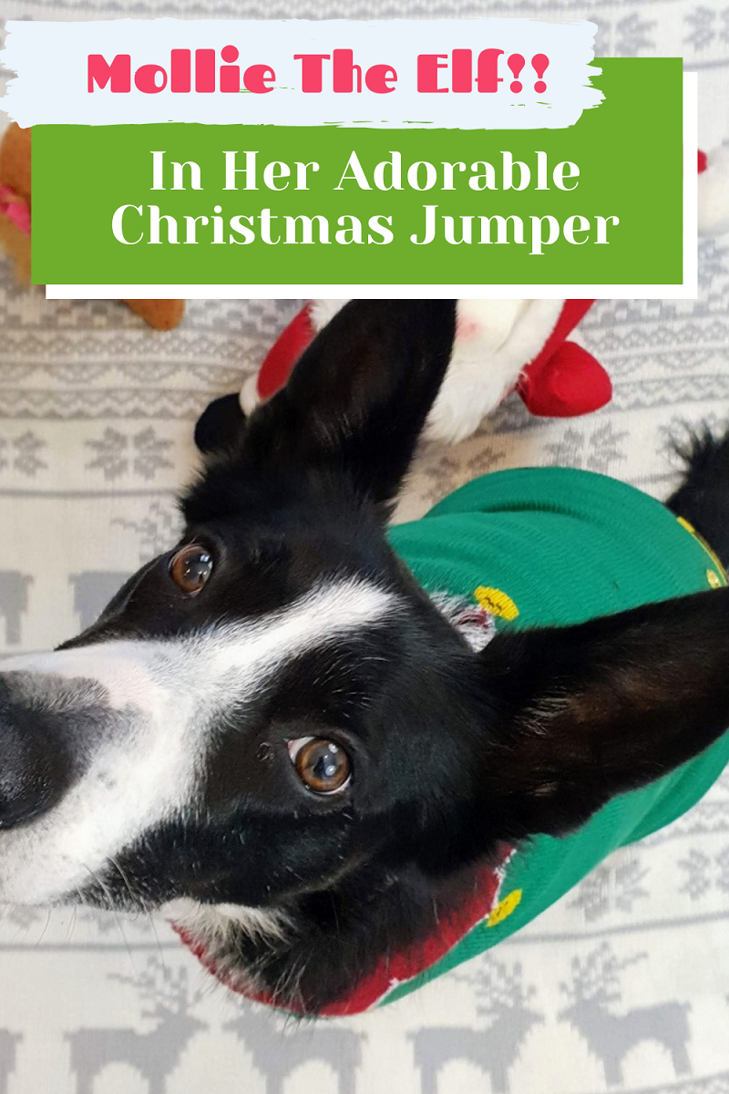 Christmas Jumpers For Dogs Christmas Jumpers For Dogs