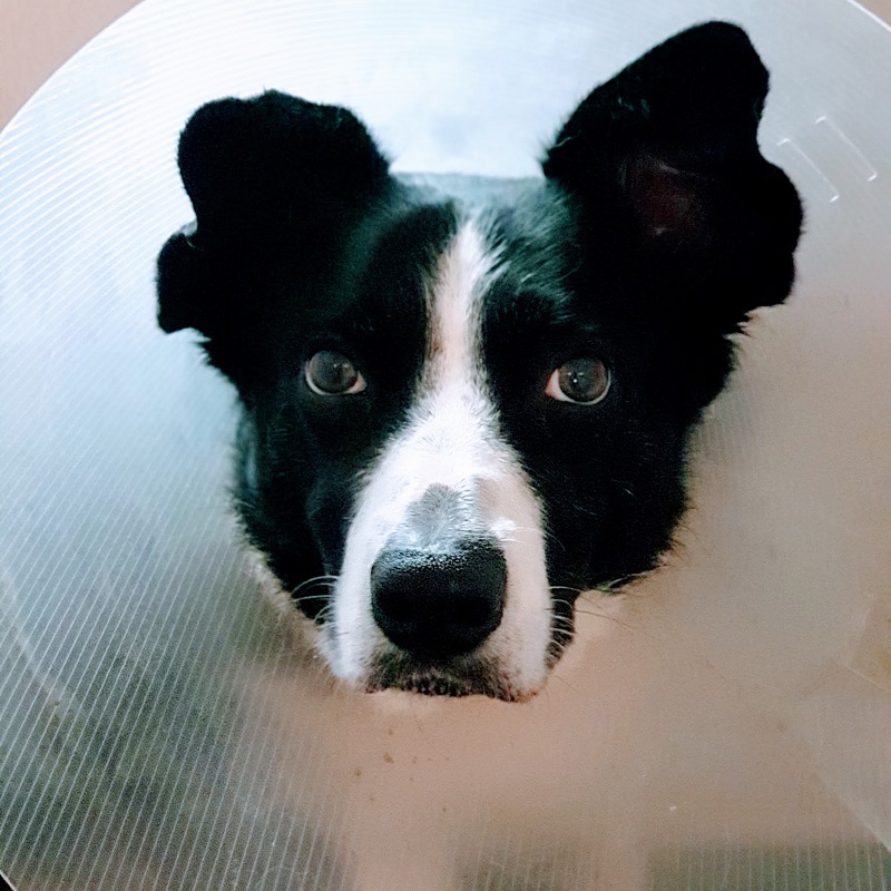 Finding Out My Dogs Tumours Were Cancer