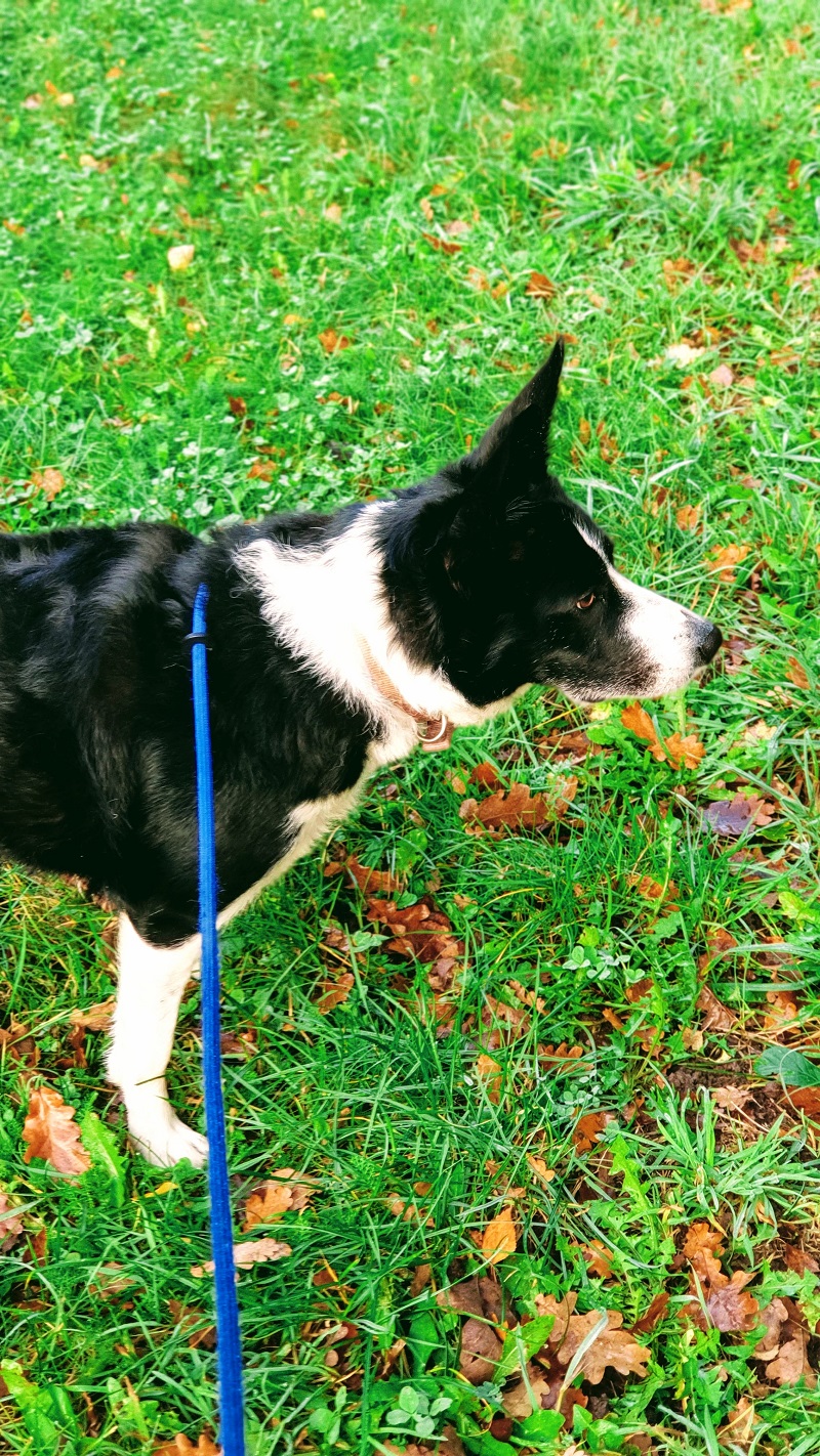 Mollie The Border Collie