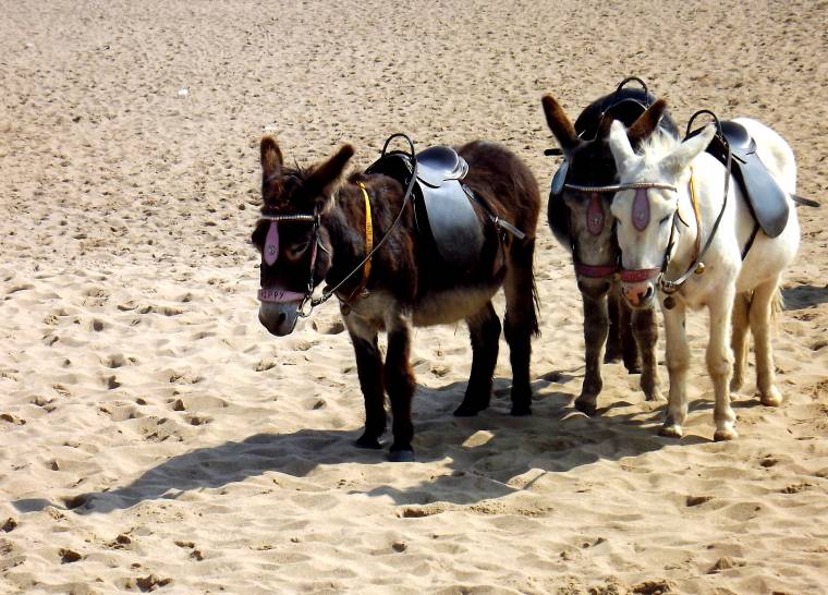 Little Donkey: Wordless Or Not So Wordless Wednesday Little Donkey: Wordless Or Not So Wordless Wednesday