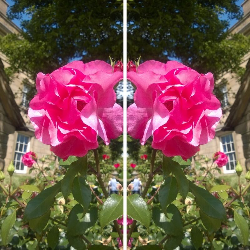 Pink Saturday And A Reminder Of Better Thing's To Come