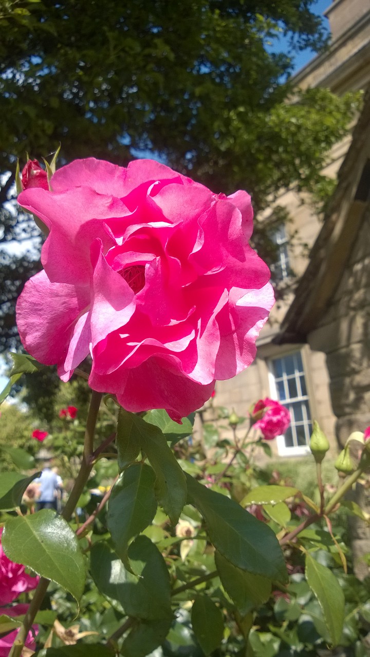 Pink Saturday And A Reminder Of Better Thing's To Come