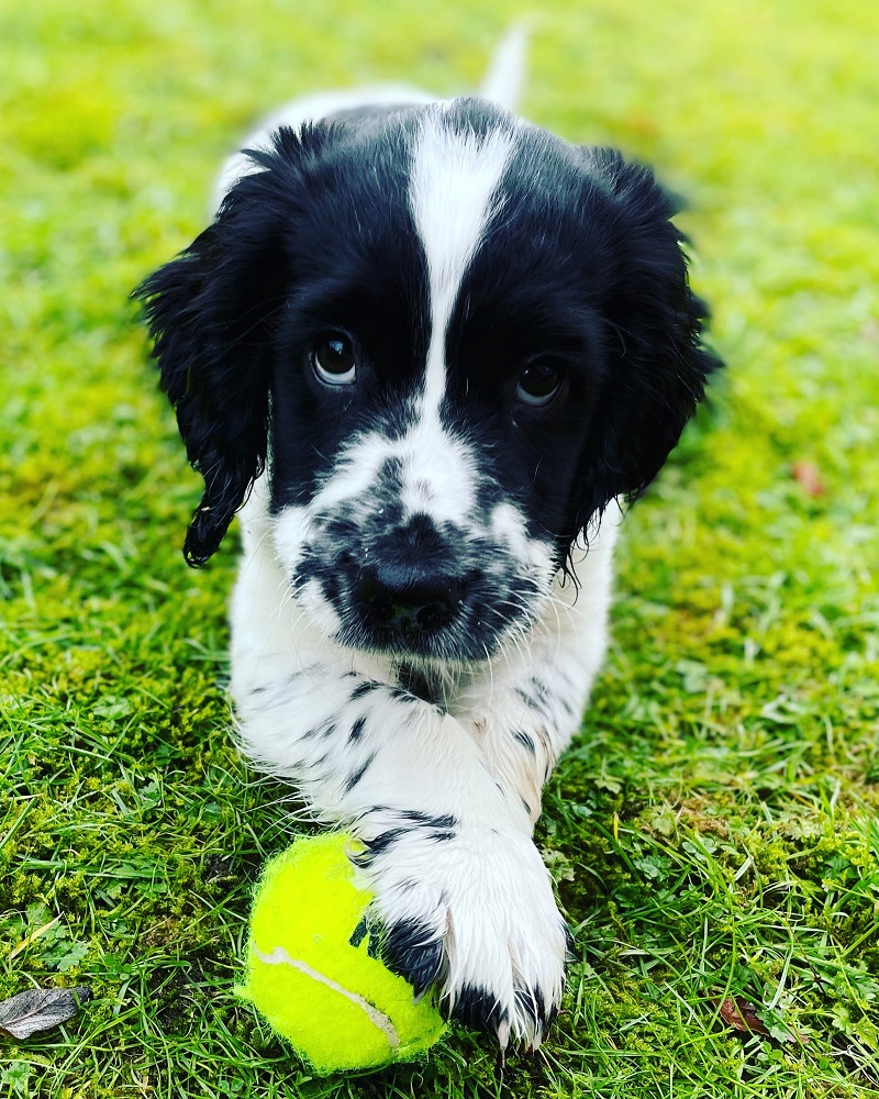 5 Fun Dog Quotes To Start Your Weekend