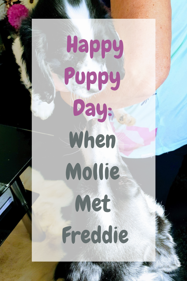 Happy Puppy Day When Mollie Met Freddie