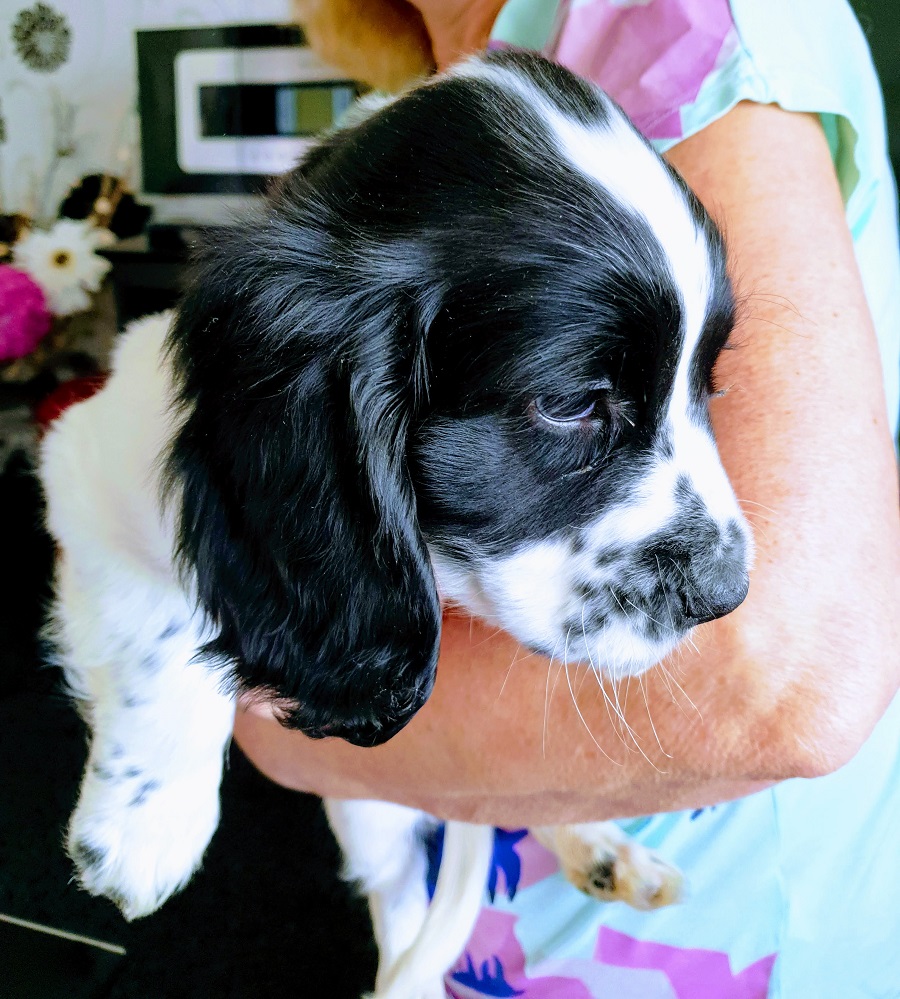 Happy Puppy Day When Mollie Met Freddie