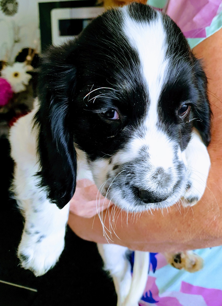 Happy Puppy Day When Mollie Met Freddie