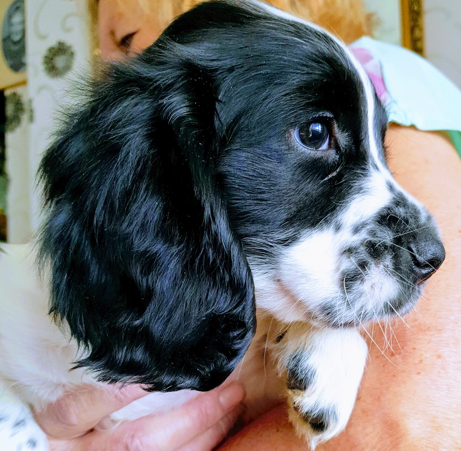 Happy Puppy Day When Mollie Met Freddie