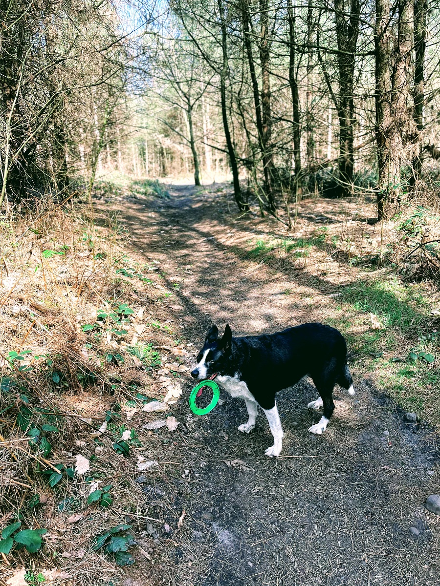 Mollie The Border Collie In Woods 
