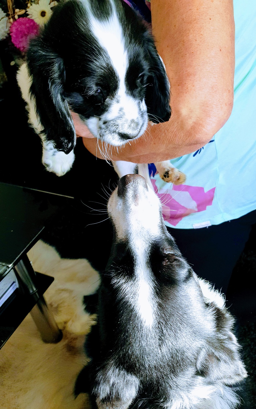 Happy Puppy Day: When Mollie Met Freddie