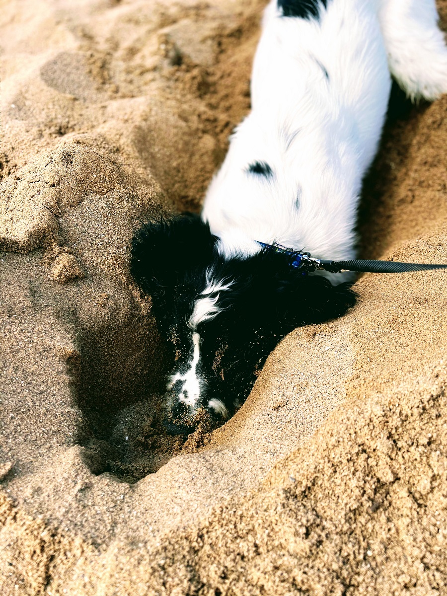 Puppy's First Visit To The Beach 