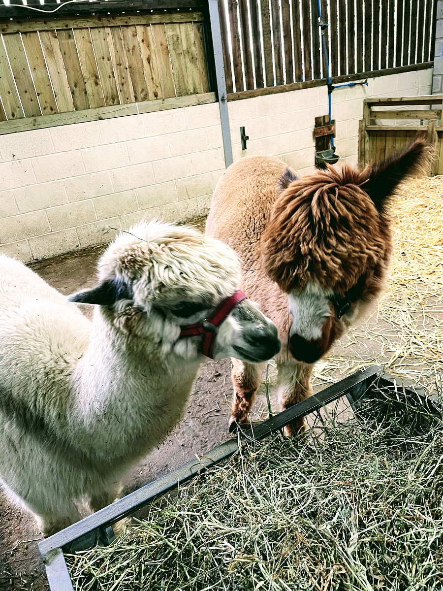 Eddie & Alfie The New Alpacas At White Post Farm Eddie & Alfie The New Alpacas At White Post Farm
