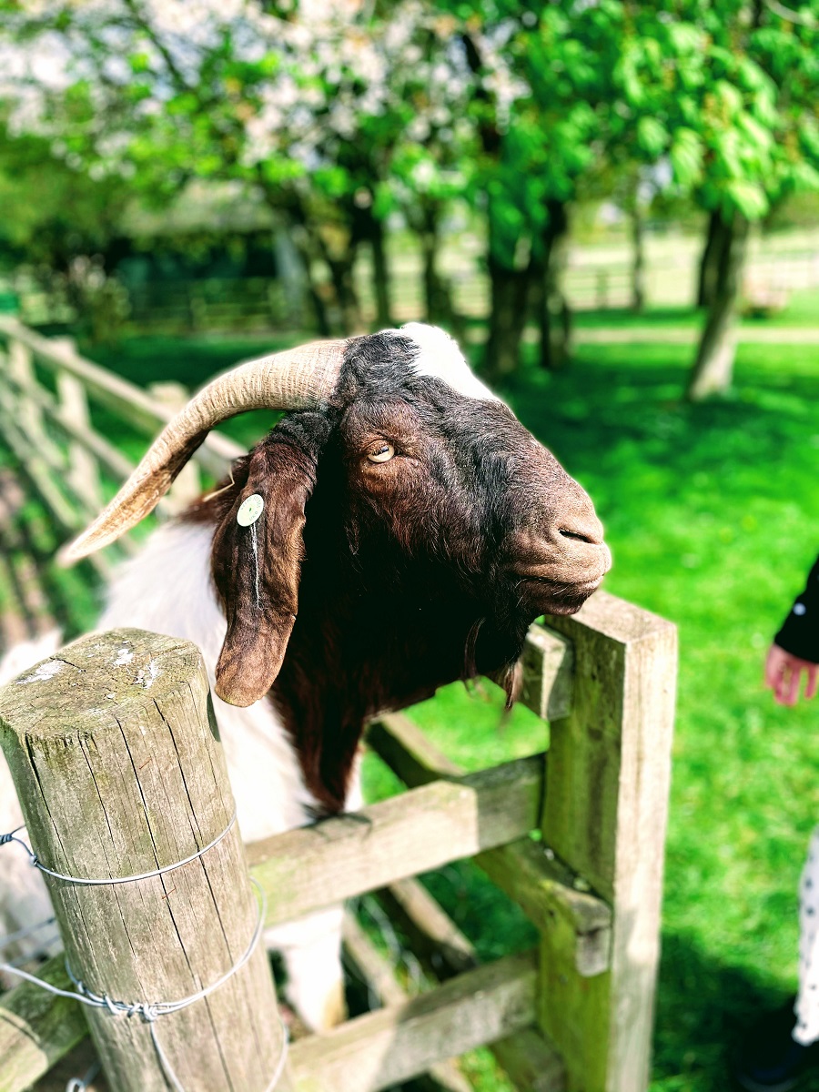 Nothing To See Here Just Me Double Dotting