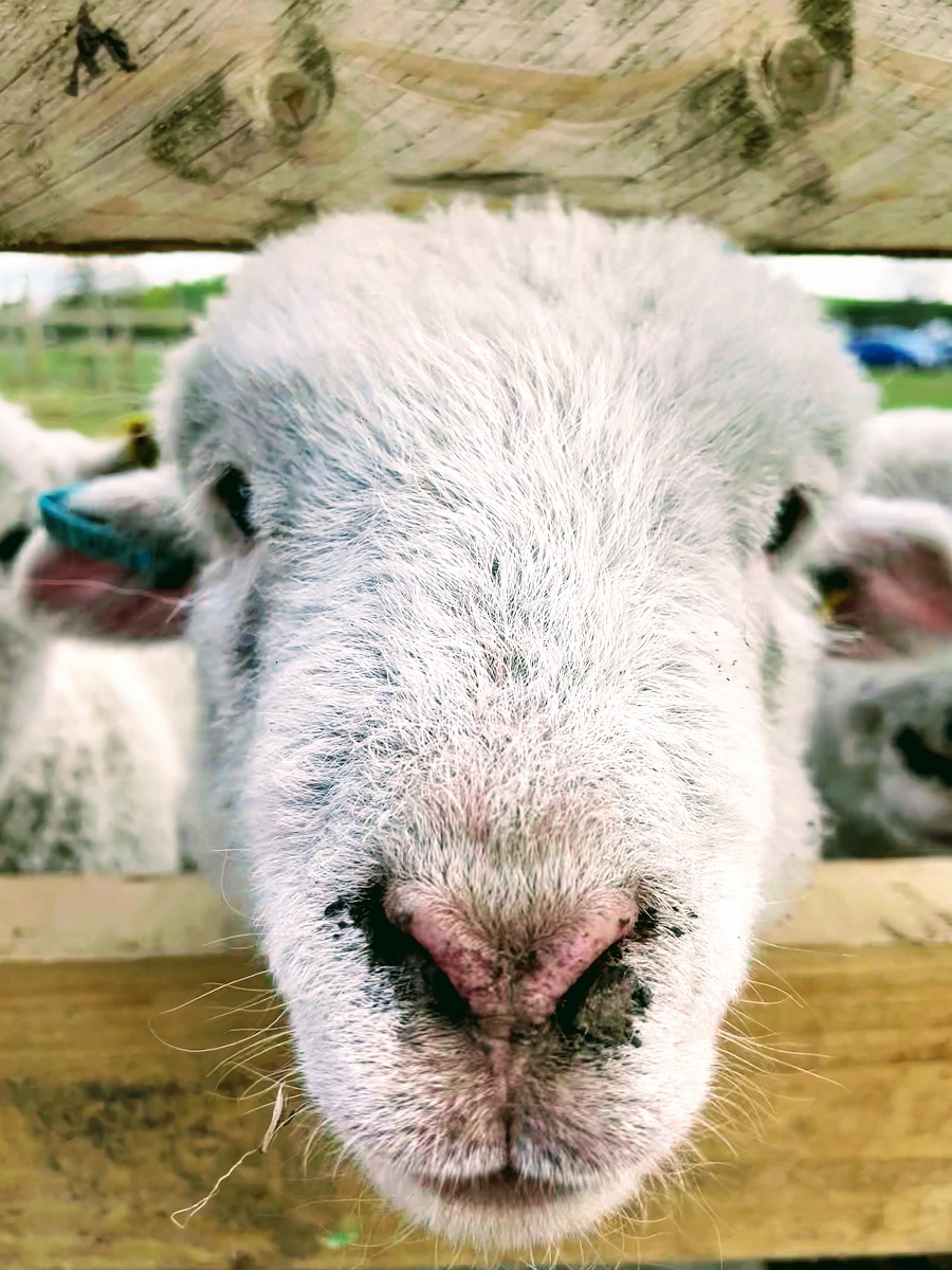Sheep At White Post Farm 