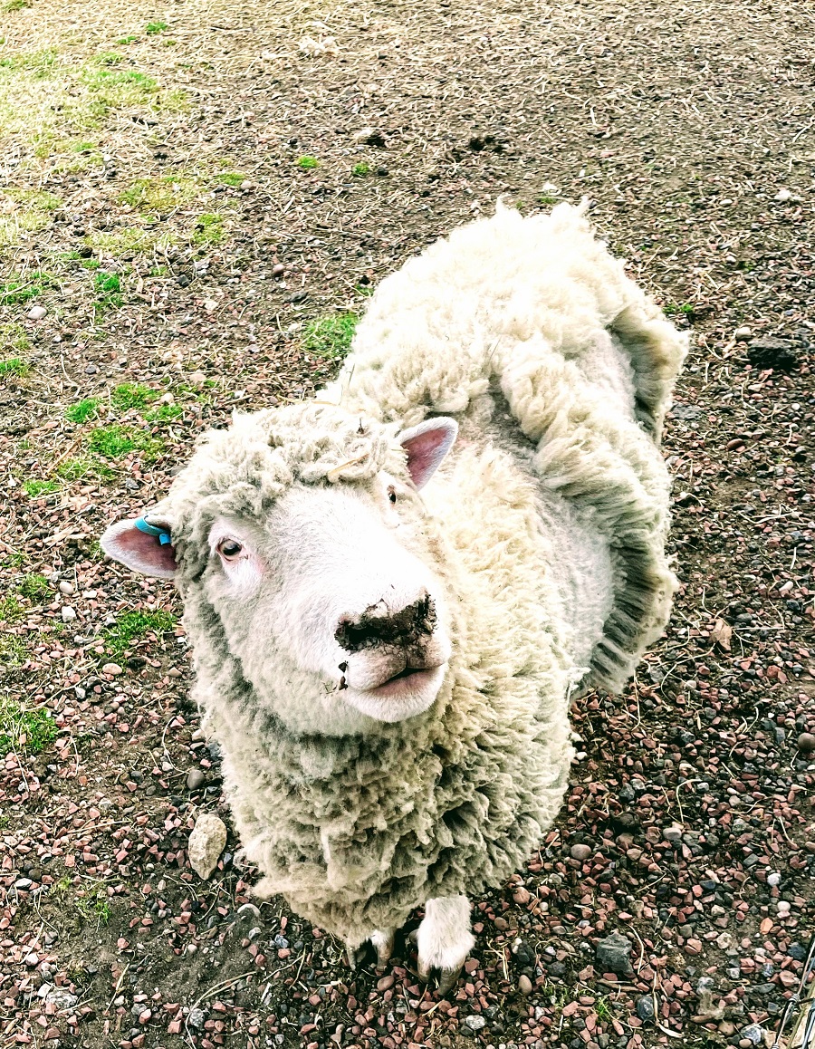 Sheep At White Post Farm 