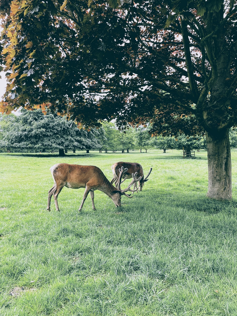 A Few Of My Favourite Things