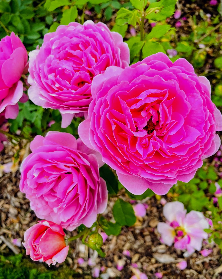 Pink Roses Pink Roses