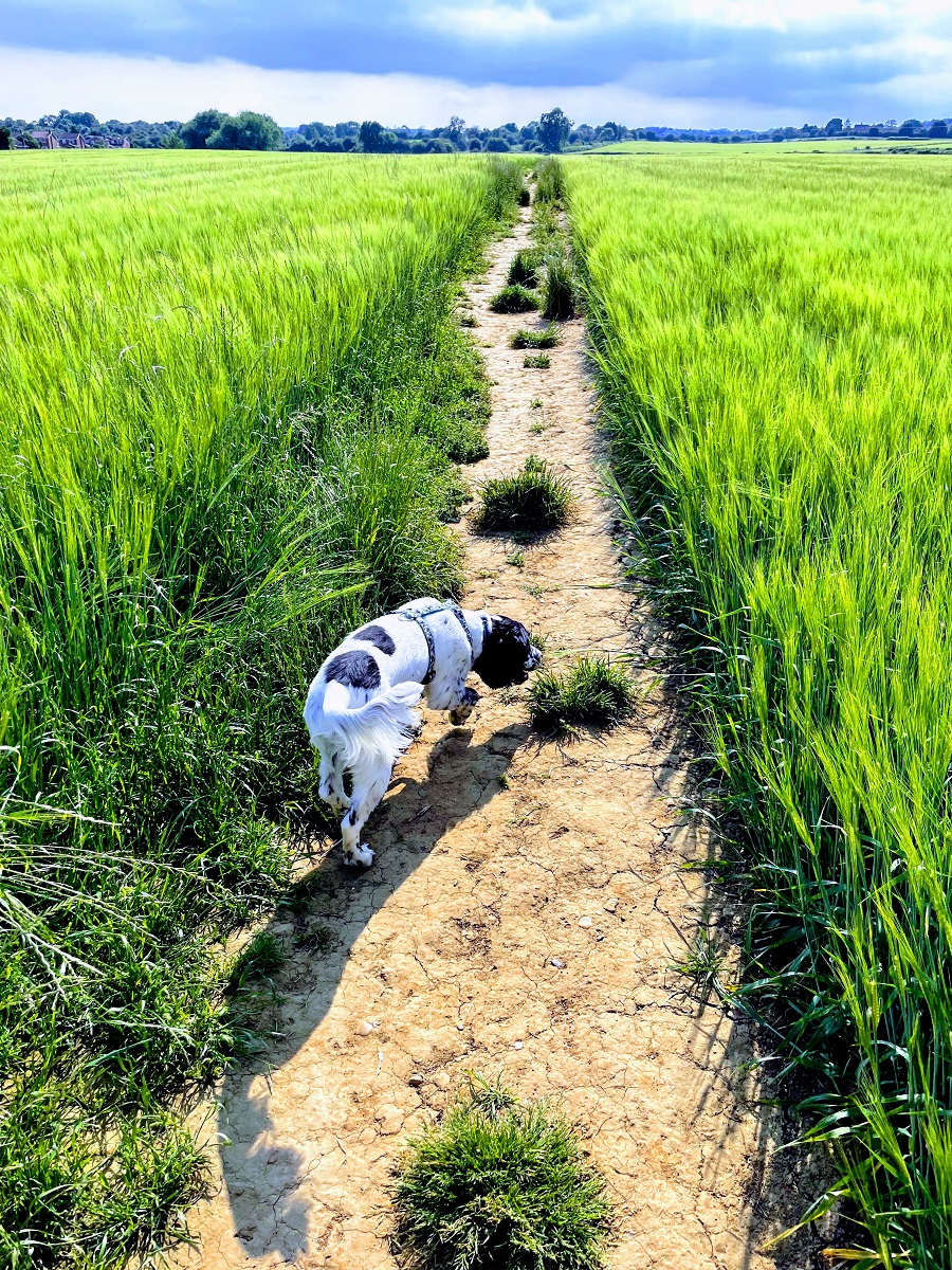 A Dog Will Teach You Unconditional Love A Dog Will Teach You Unconditional Love