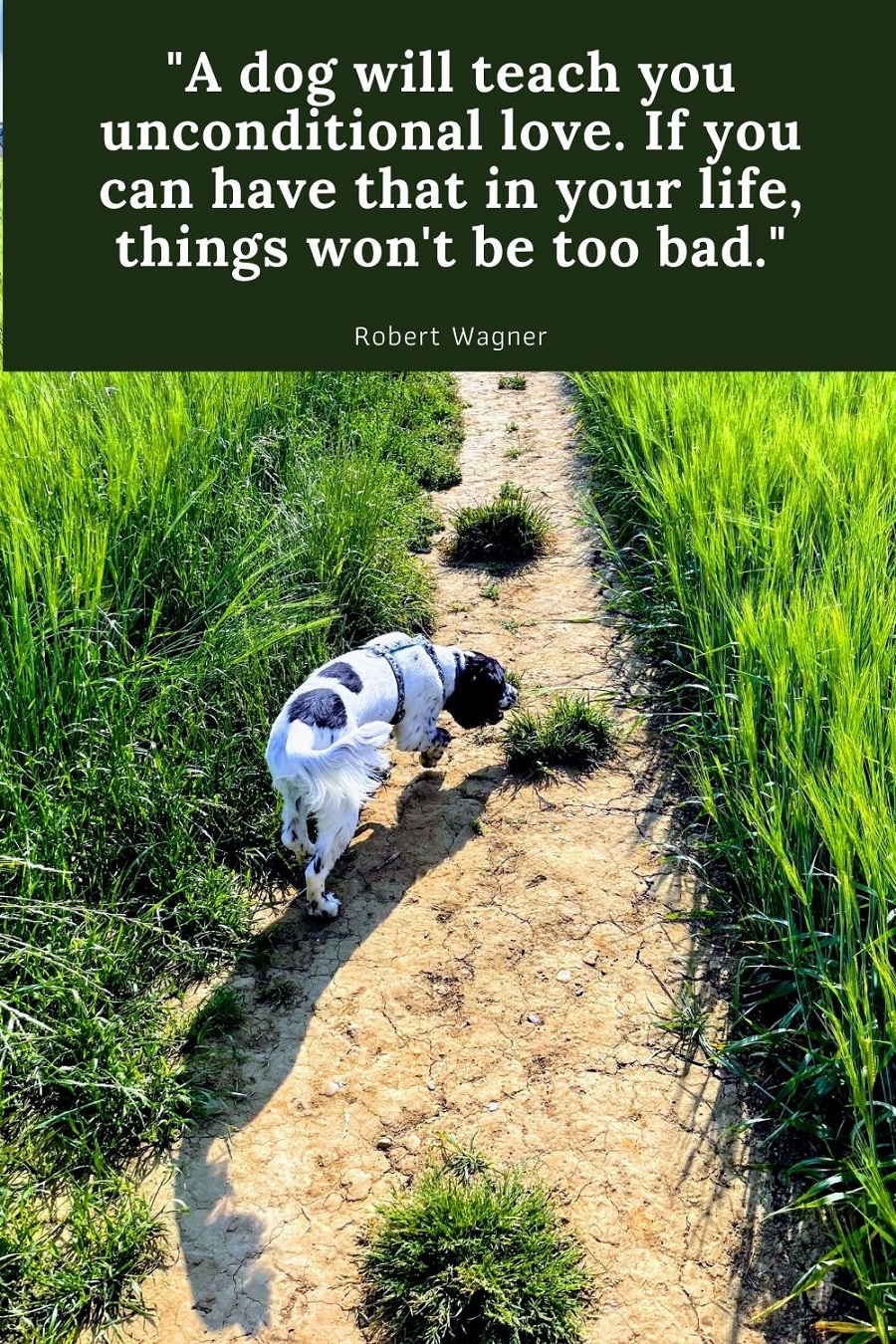 A Dog Will Teach You Unconditional Love. Hello friends, happy Friday. So how are you today? A Dog Will Teach You Unconditional Love. Hello friends, happy Friday. So how are you today?