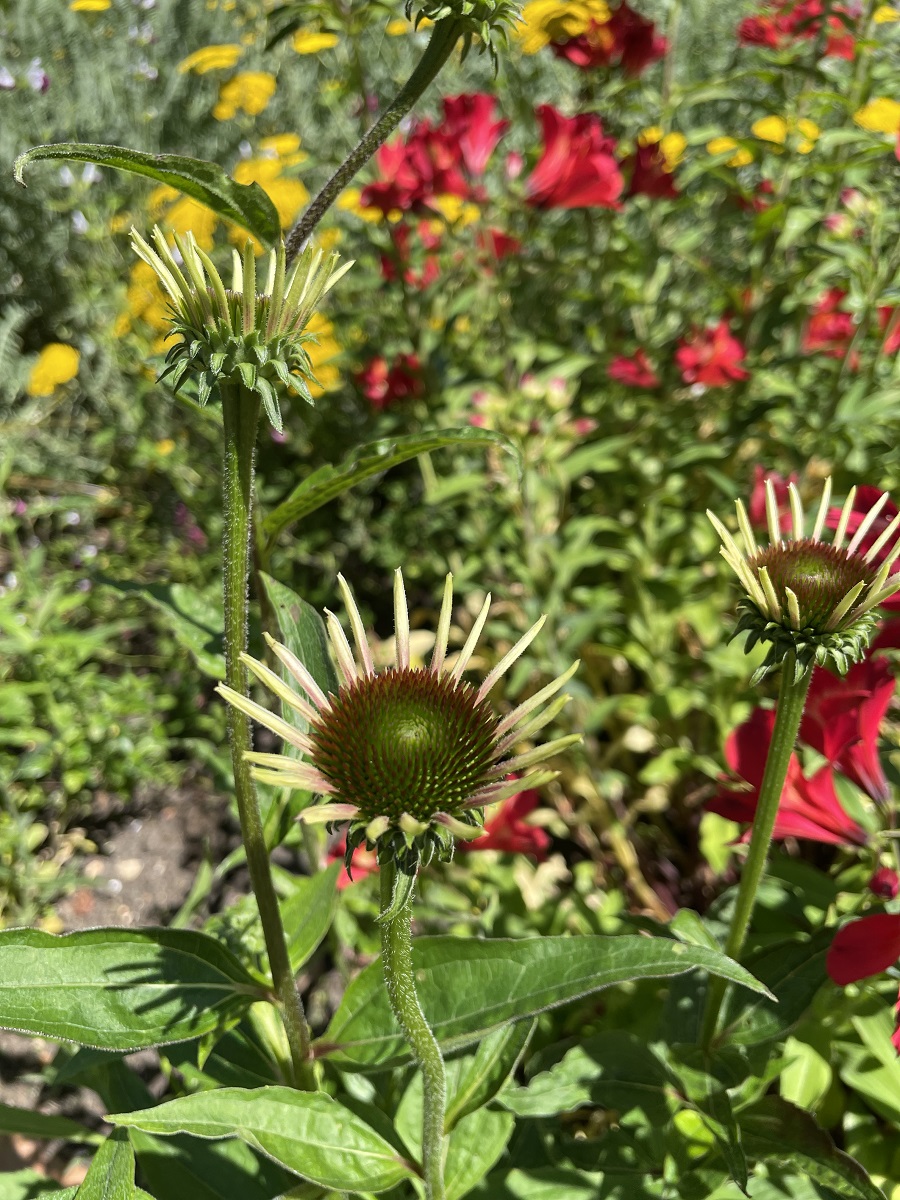 Beautiful Colours Of Summer In St James's Park