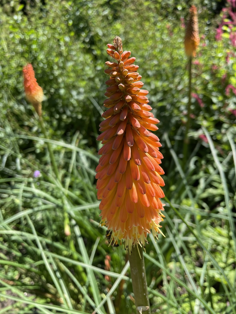 Beautiful Colours Of Summer In St James's Park