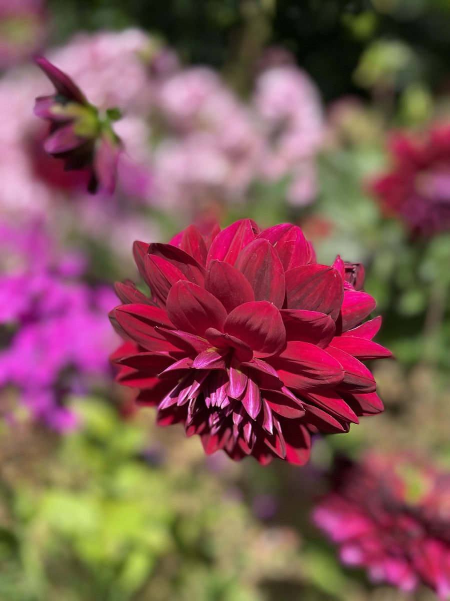 Beautiful Colours Of Summer In St James's Park