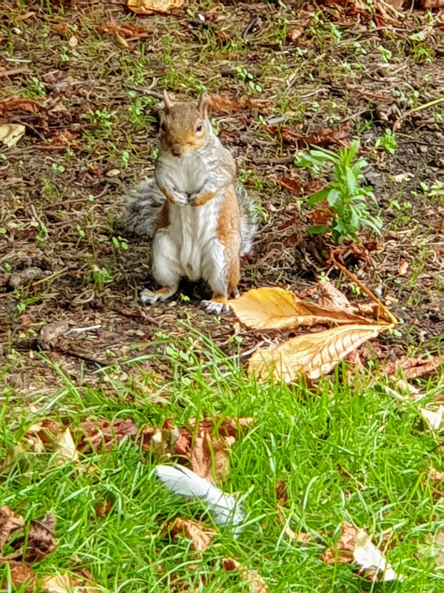 Squirrel in Park 