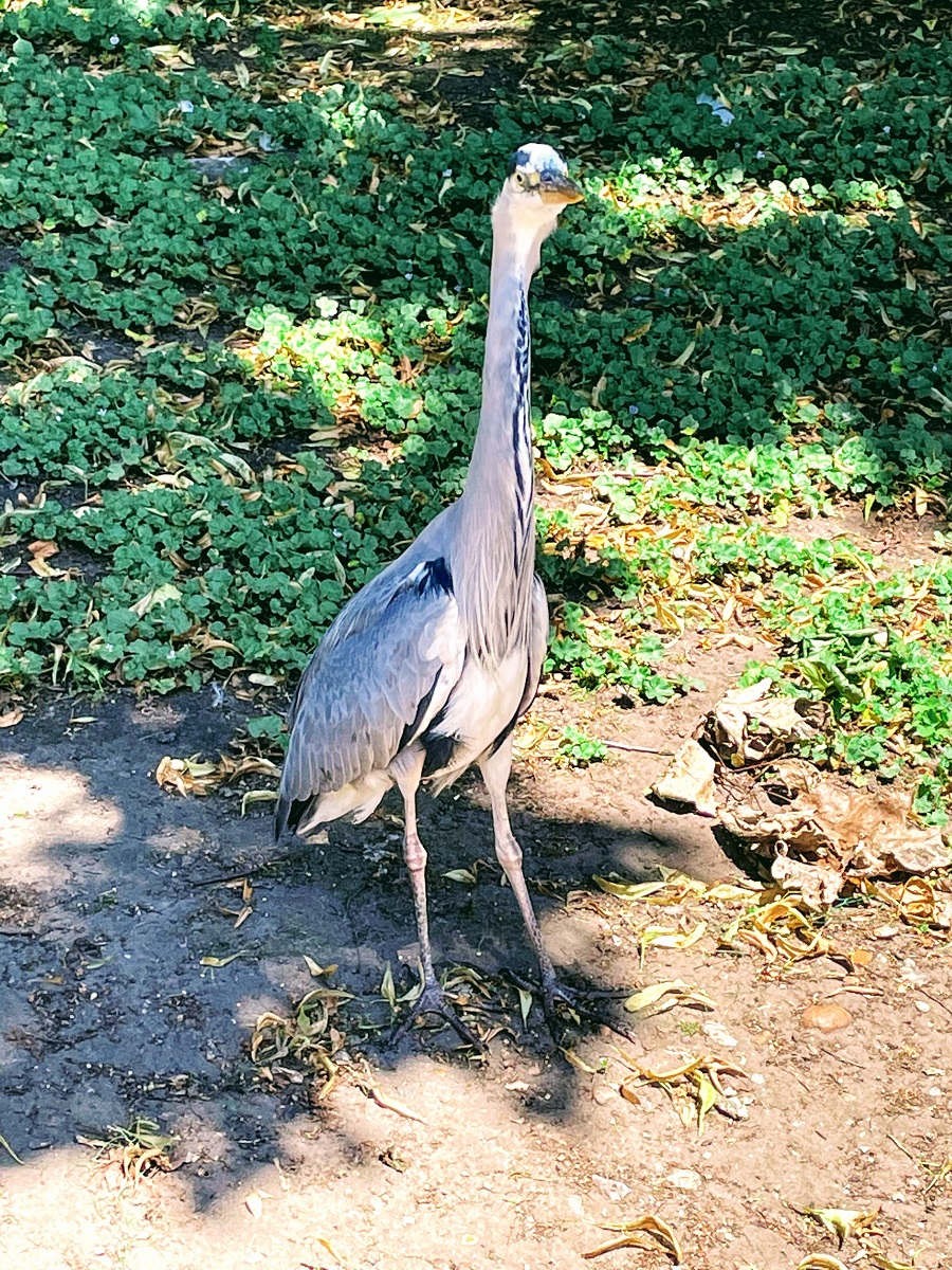 Heron In St James's Park