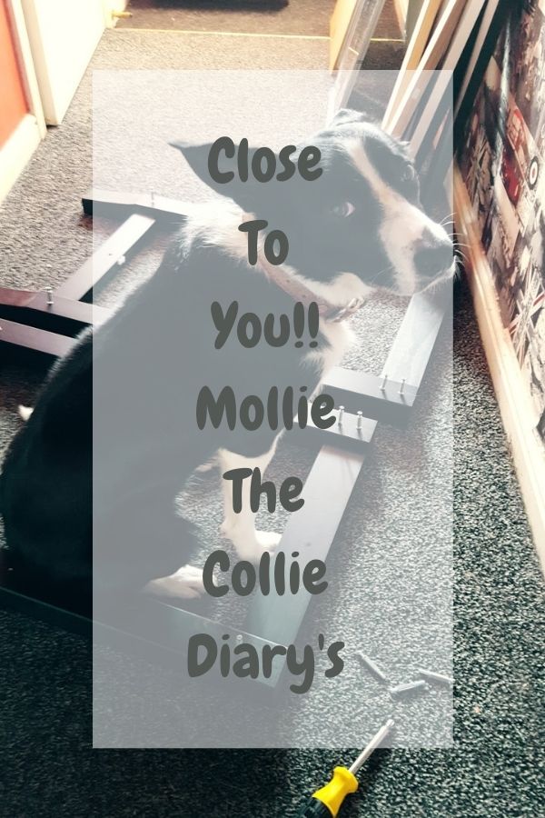 Close To You!! Mollie The Collie Diary's Close To You!! Mollie The Collie Diary's