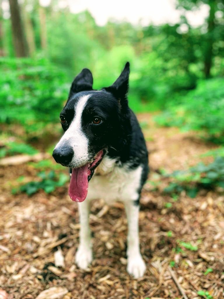 The Last Chapter: Mollie The Border Collie