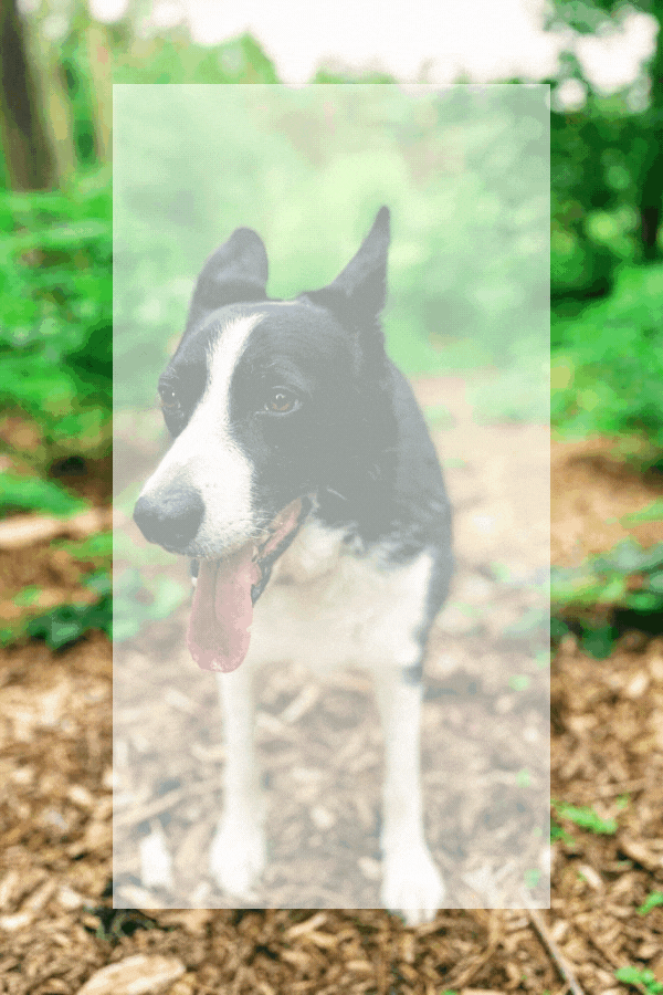 The Last Chapter: Mollie The Border Collie: