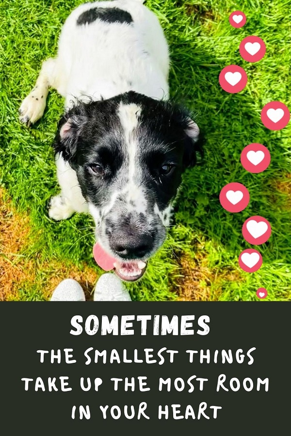 Sometimes The Smallest Things Take Up The Most Room In Your Heart