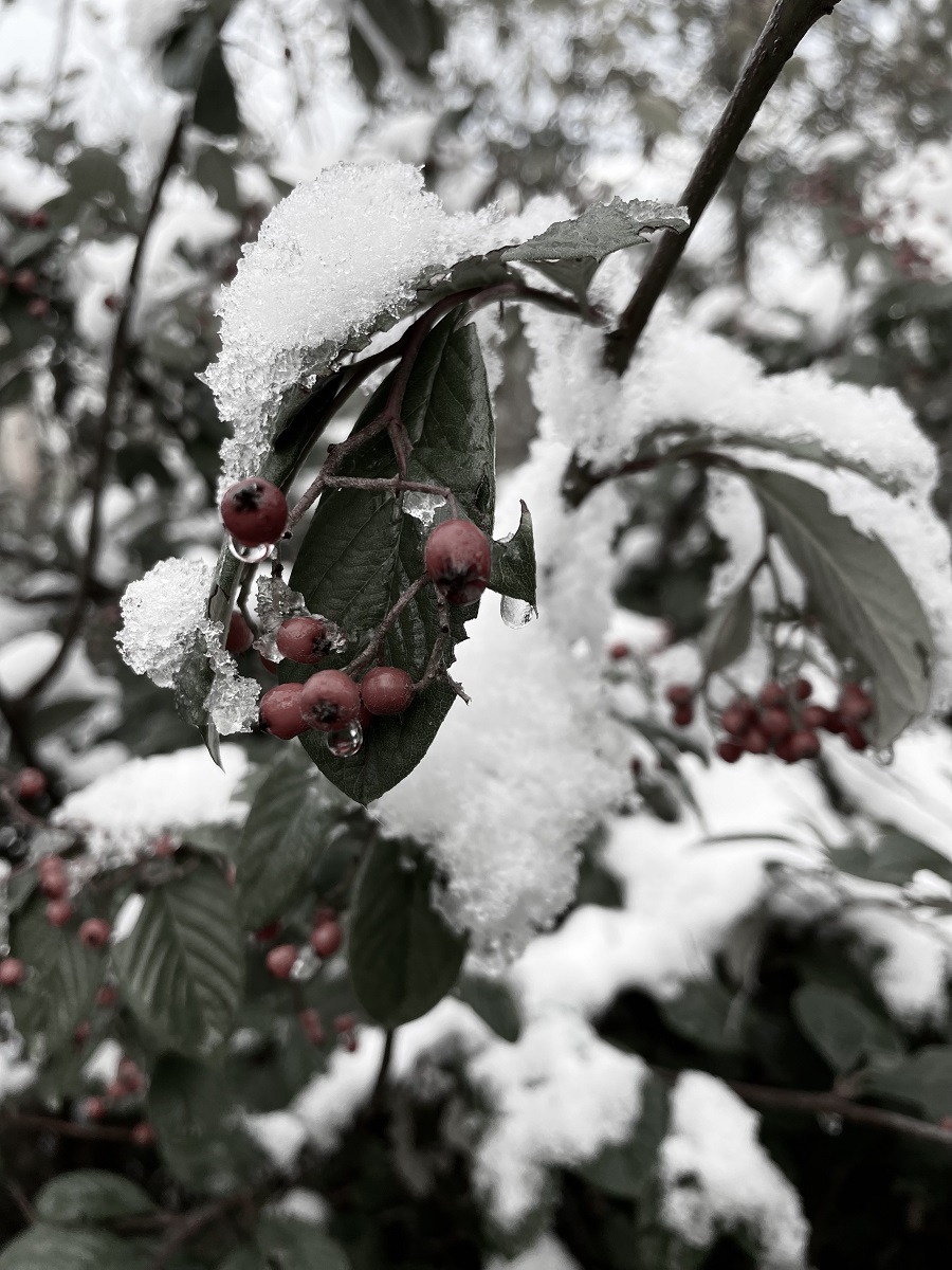 A Random Gate, Snow Photos And Berries A Random Gate, Snow Photos, And Berries