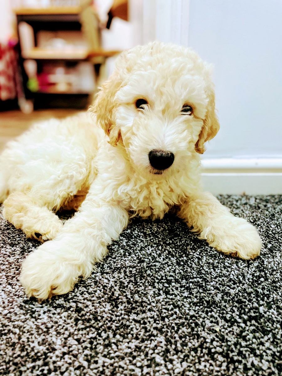 The First Week With A Goldendoodle Called Murphy