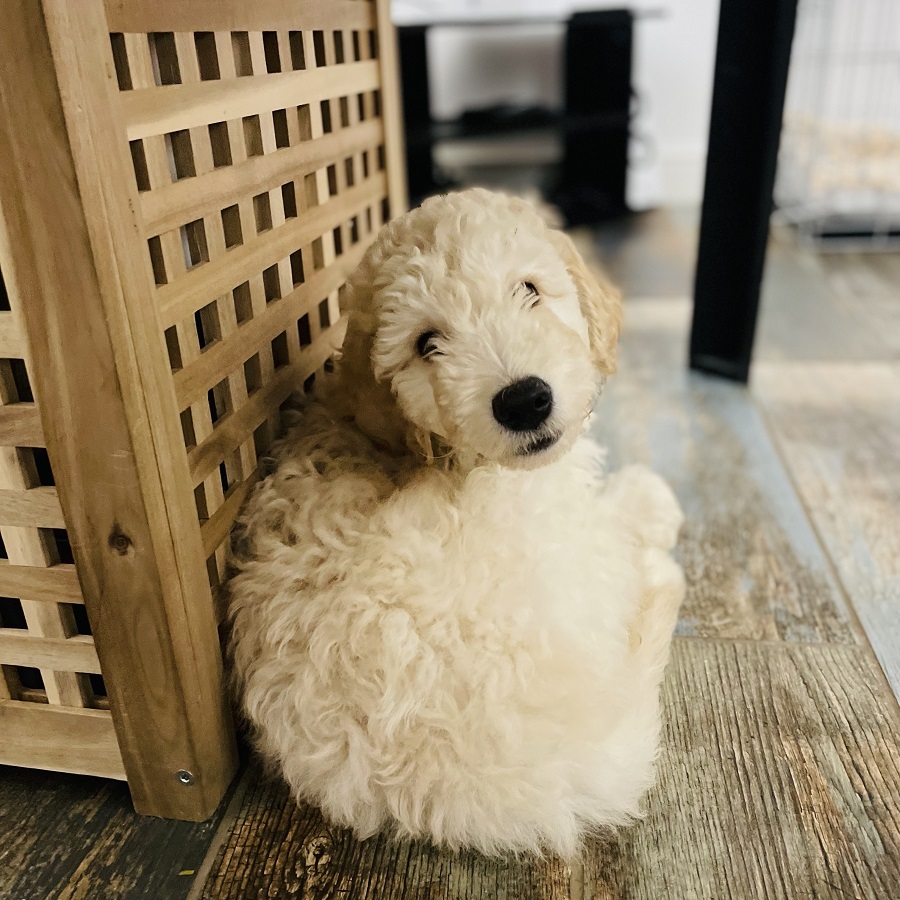 The First Week With A Goldendoodle Called Murphy