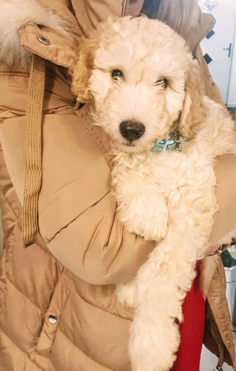 Goldendoodle