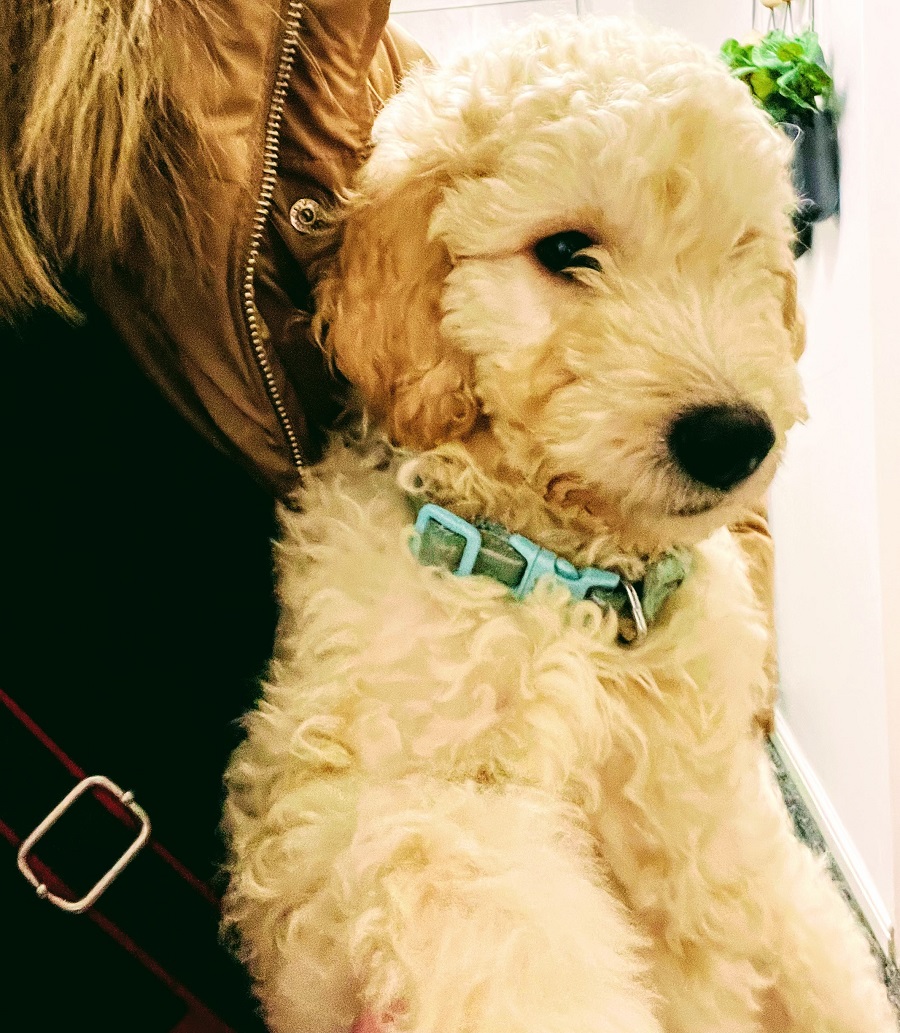 Meet Murphy The Gorgeous Goldendoodle