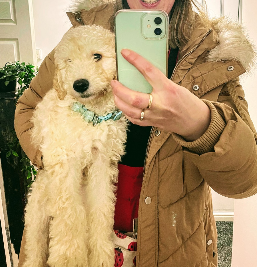Meet Murphy The Gorgeous Goldendoodle