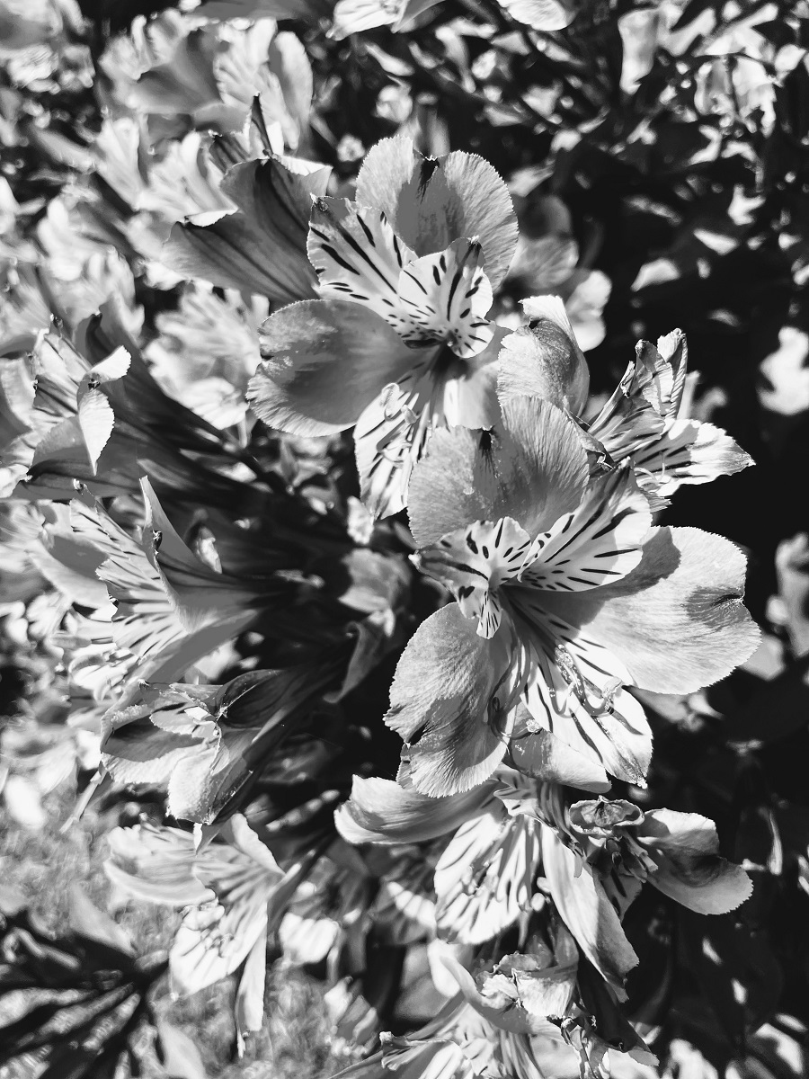 Black And White Photography Project Flowers Black And White Photography Project Flowers