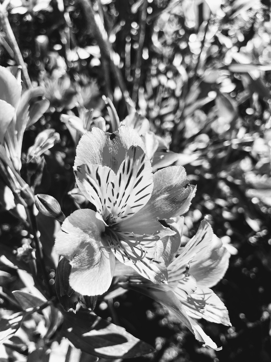 Black And White Photography Project Flowers Black And White Photography Project Flowers