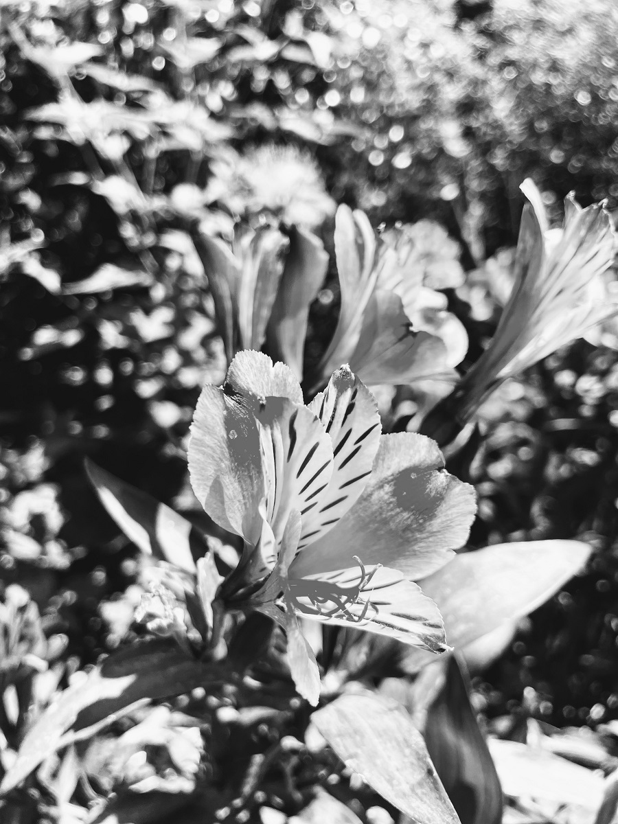 Black And White Photography Project Flowers Flowers