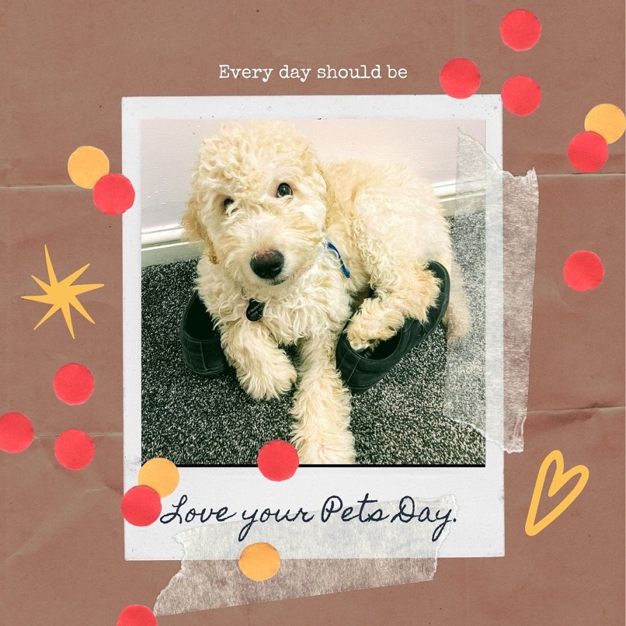 Brown Polaroid Papercraft Love Your Pet Day Brown Polaroid Papercraft Love Your Pet Day