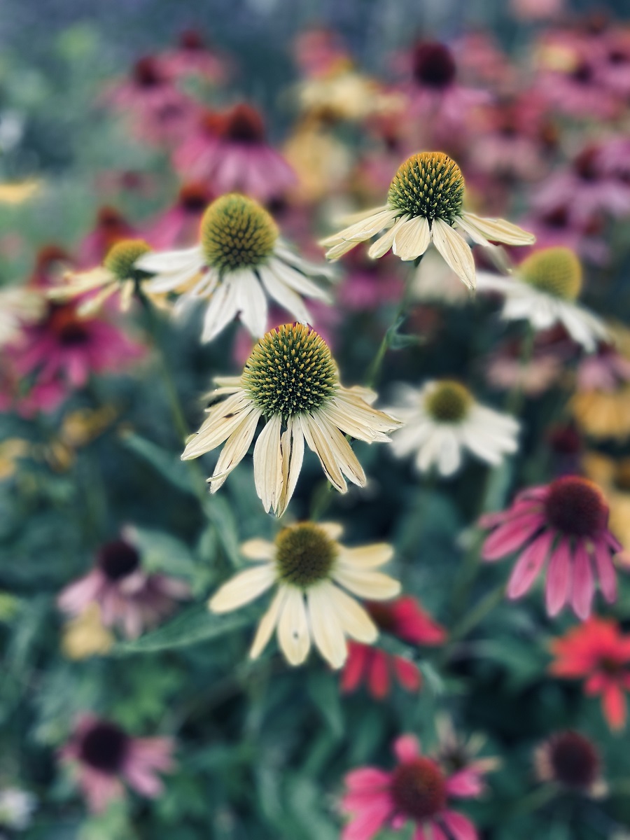 Beautiful summer flowers