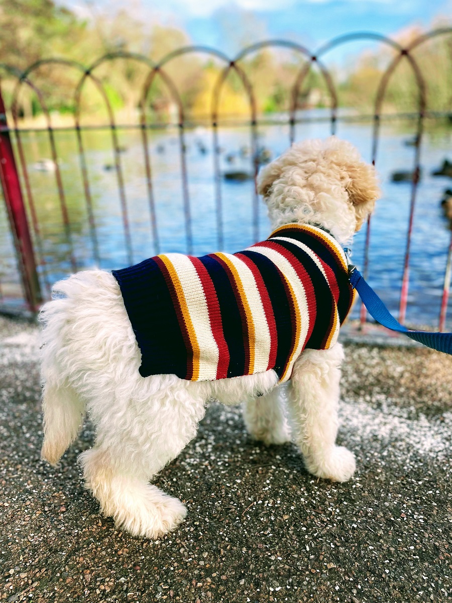 Photoshoot, Pose, Pose: Murphy The Goldendoodle