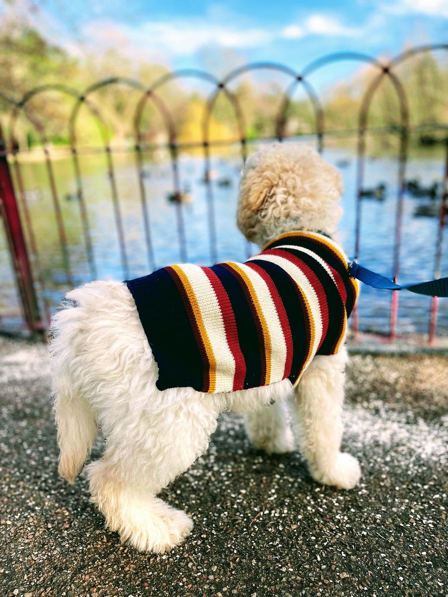 Photoshoot, Pose, Pose: Murphy The Goldendoodle. 
