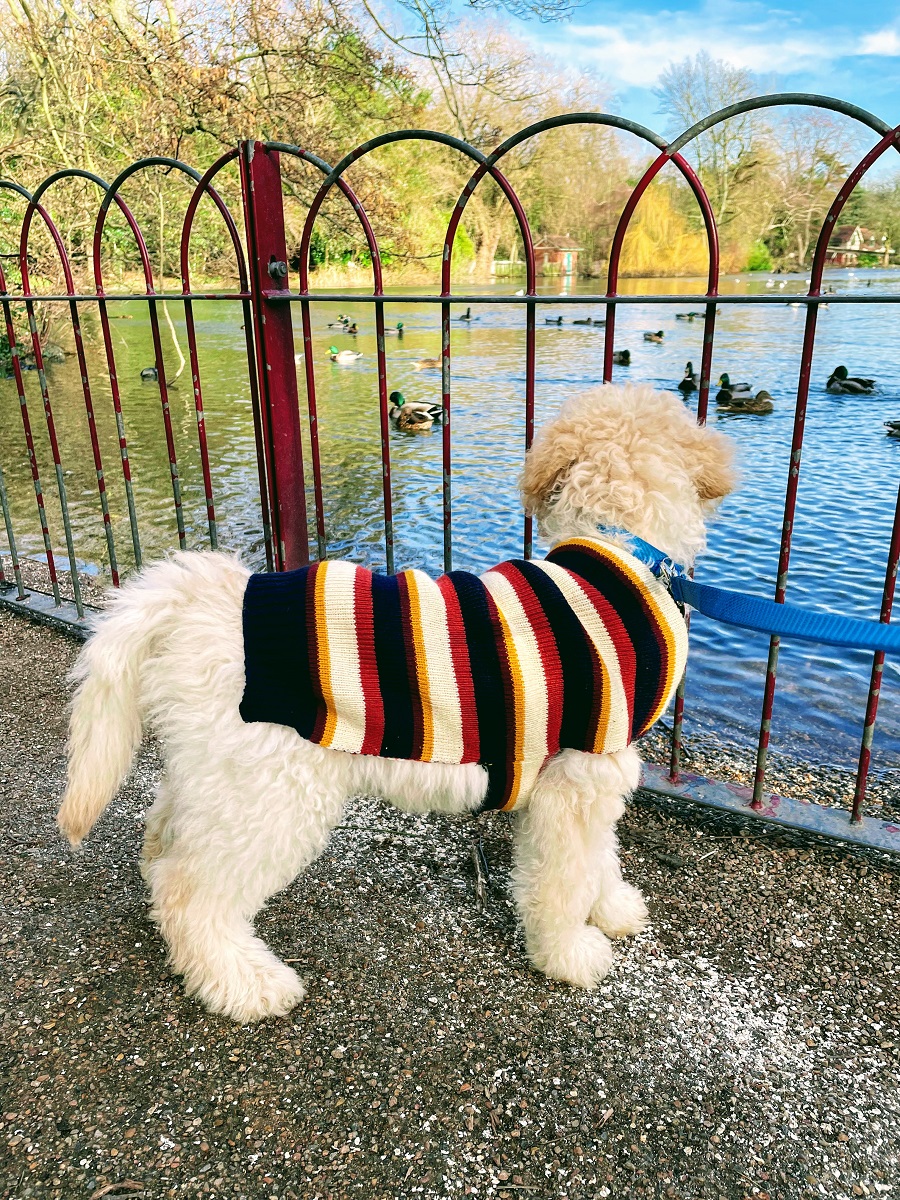Photoshoot, Pose, Pose: Murphy The Goldendoodle. 