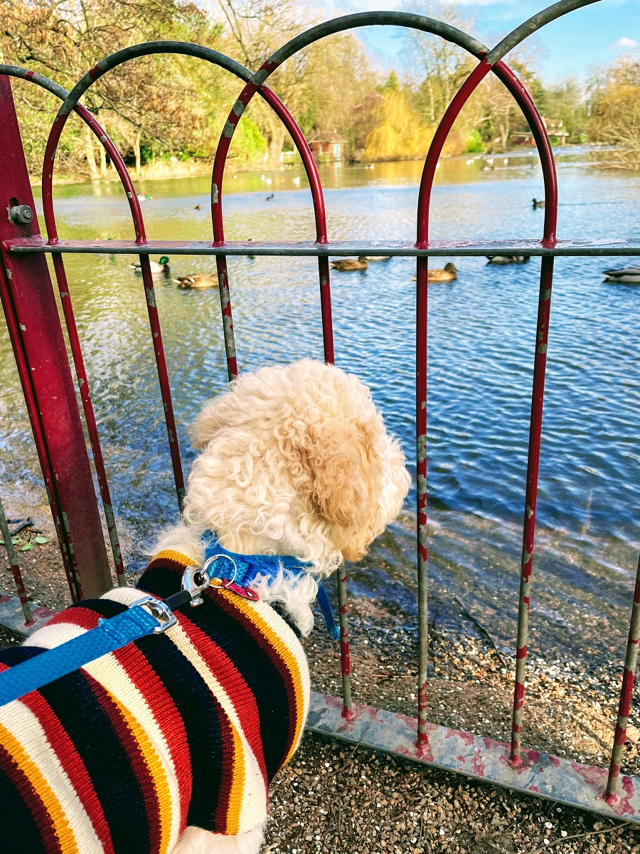 Photoshoot, Pose, Pose: Murphy The Goldendoodle