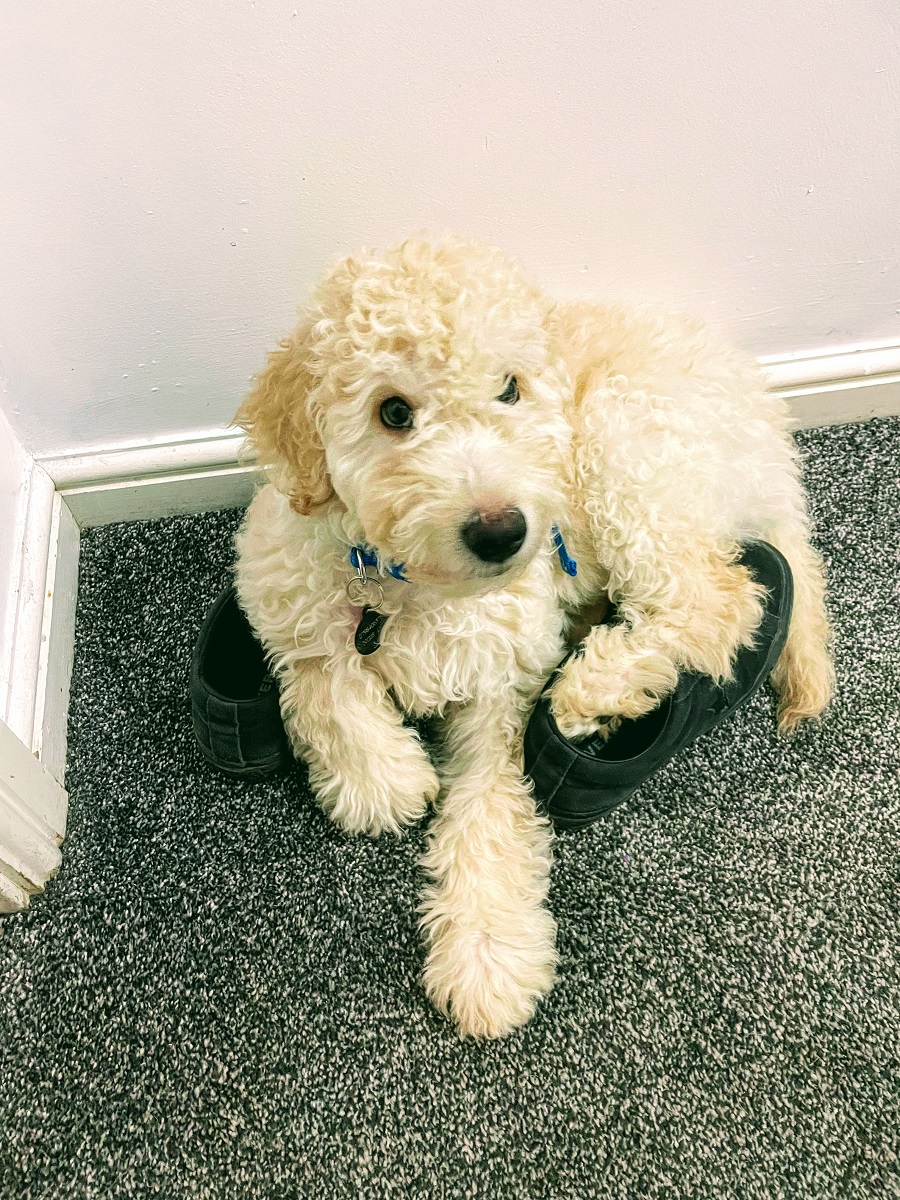 national love your pet day 2022 uk At Home With Murphy On National Love Your Pet Day.