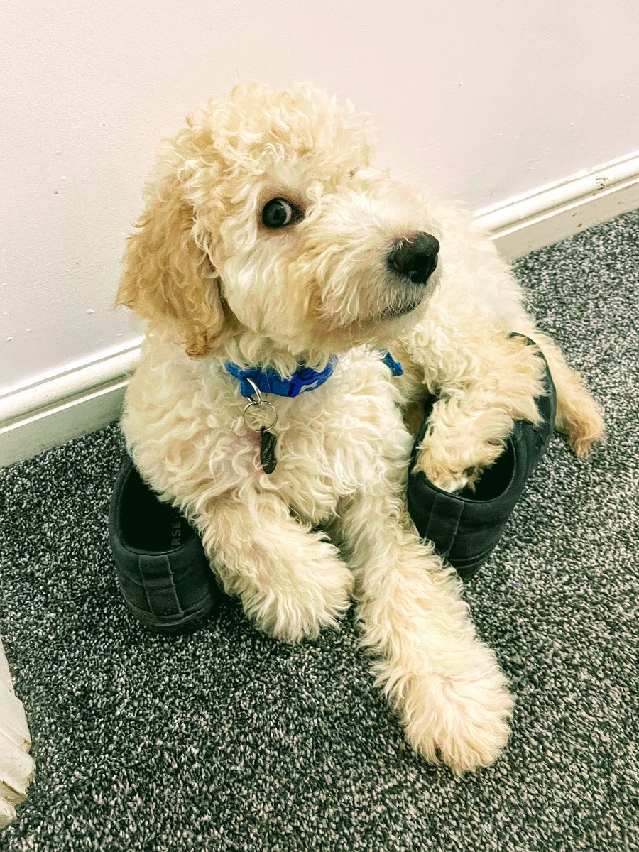 At Home With Murphy On National Love Your Pet Day. national love your pet day 2022 uk