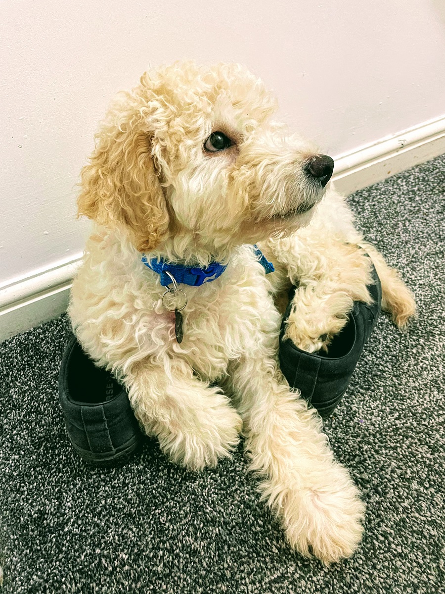 At Home With Murphy On National Love Your Pet Day. At Home With Murphy On National Love Your Pet Day.