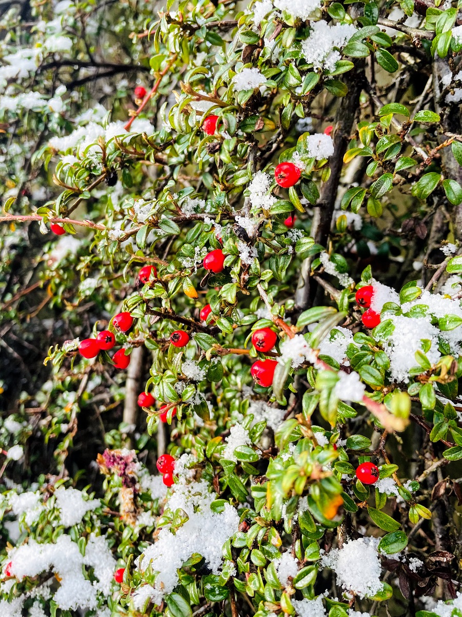 Just When You Think Spring Has Arrived It Snows! 